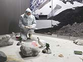 A breeder performing a health check on a grouse (courtesy of Toyama Municipal Family Park Zoo)