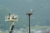 Capturing Oriental White Stork chicks using a high-elevation vehicle (attaching a foot ring)