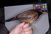 Captured Izu thrush (Miyakejima, Izu Islands)