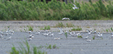 Little tern rest site