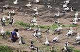 Colony monitoring