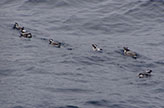 Japanese murrelet on the sea