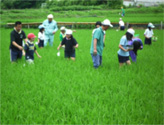 生き物調査の様子