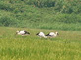 放鳥した3羽のコウノトリ