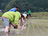 田植えの様子