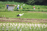 放鳥したコウノトリ（放鳥拠点：江川地区にて）