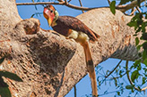 絶滅が危ぶまれる巨鳥オナガサイチョウ