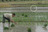 中国洋県梁家村における田植えの農民と採餌するトキ
