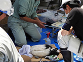 新たな繁殖地（島根県雲南市）でのヒナの捕獲、健康確認、足輪装着