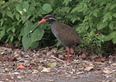 路上に出てきたヤンバルクイナ