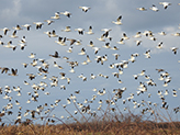 1,000羽以上に復元されたハクガンの群れ（2020年11月、秋田県大潟村）