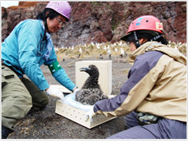 鳥島からのヒナ運び出しの様子