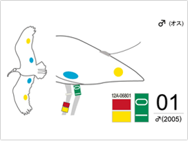 個体識別マーキング