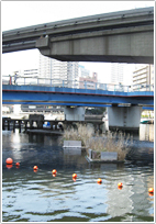 カルガモの巣台（全景）（東京都港区）