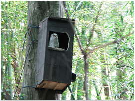 フクロウの巣箱（千葉県我孫子市　我孫子市鳥の博物館提供）