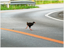 ヤンバルクイナ