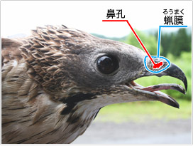 写真１。ハチクマの頭部。イヌワシ（右）と比較して嘴が細いことがわかる。鼻孔も細長い