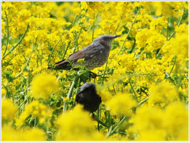 菜の花を訪れたヒヨドリ