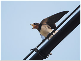 親に餌をねだる若鳥