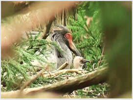 親鳥（メス）とヒナ