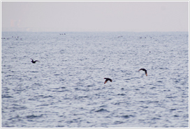 ユルリ・モユルリ島周辺で見られる海鳥たち