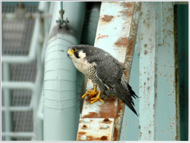 工場の高所にとまって獲物を探すハヤブサ（宮城県七ヶ浜町　撮影/中島朋成）