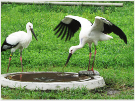 コウノトリの幼鳥