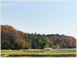 放鳥拠点の江川地区の様子