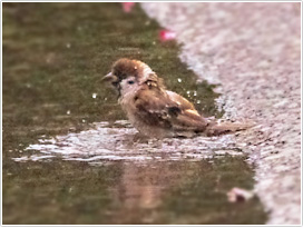 公園で水浴びするスズメ　暑い日は人間の子どもも一緒に（千葉県浦安市　撮影／鈴木隆）