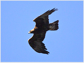 イヌワシ成鳥（岩手県　撮影／前田琢）