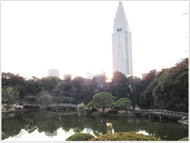 このような都会の真ん中にある公園にもオシドリやマガモがやってくる（東京都新宿区　新宿御苑　撮影／安齊友巳）