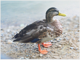 マガモのオスの非生殖羽。生殖羽とは異なって地味な色になる（PIXTA）