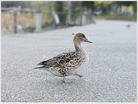 公園の歩道を散歩する人慣れしたオナガガモのメス（東京都台東区　不忍池　撮影／安齊友巳）