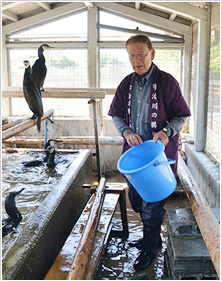 宇治川・塔の島にある鵜小屋には現在14羽の鵜がおり、鵜匠が毎日、えさやりや掃除をする。写真の松坂喜勝鵜匠は船頭としても宇治川の鵜飼いを支えている