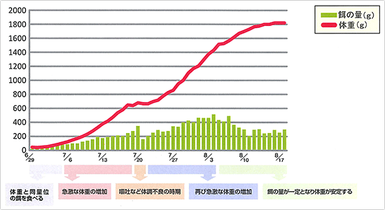 体重と餌の量の推移グラフ