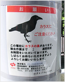 電柱に貼られたカラス注意の張り紙（東京都墨田区　撮影／鈴木隆）