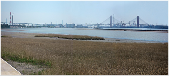 藤前干潟。遠くに見えるのが名港西大橋（撮影／安齊友巳）