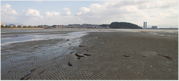 貴重な自然海岸が残っている和白干潟