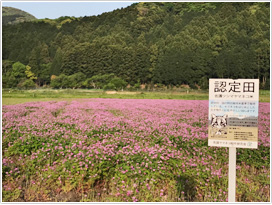 ヤマネコ米認定田にレンゲを植えている