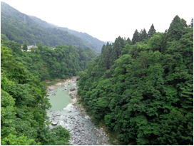 山地のサシバ営巣地（石川県）