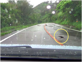 道路を横切るヤンバルクイナ