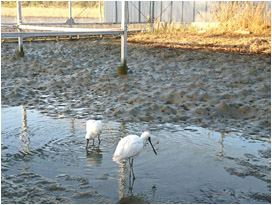 コきらら浜自然観察公園干潟に設置された保護ケージ内で採食するクロツラヘラサギ