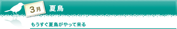 3月　もうすぐ夏鳥がやって来る