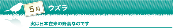 5月　ウズラ　実は日本在来の野鳥なのです