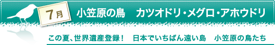 7月　小笠原の鳥　カツオドリ・メグロ・アホウドリ　この夏、世界遺産登録！　日本でいちばん遠い島　小笠原の鳥たち