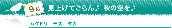 9月　見上げてごらん　秋の空を　ムクドリ　モズ　タカ