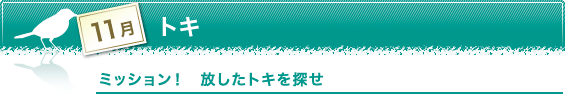 11月　トキ　ミッション！　放したトキを探せ