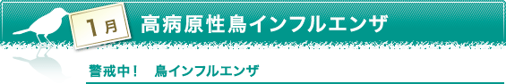 1月　高病原性鳥インフルエンザ　警戒中！　鳥インフルエンザ