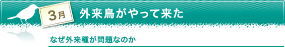 3月　外来鳥がやって来た　なぜ外来種が問題なのか