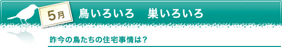 3月　鳥いろいろ　巣いろいろ　昨今の鳥たちの住宅事情は？